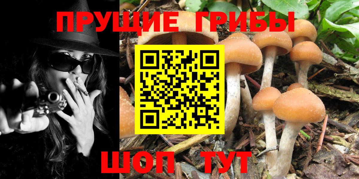 Галлюциногенные грибы GOLDEN TEACHER  Вход с VPN  Псилоцибиновые грибы Psilocybe  Будённовск 